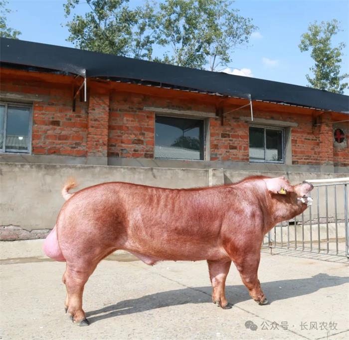 1713149514418420.jpg 66.jpg