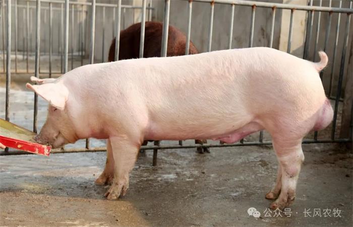 1713149553649234.jpg 88.jpg